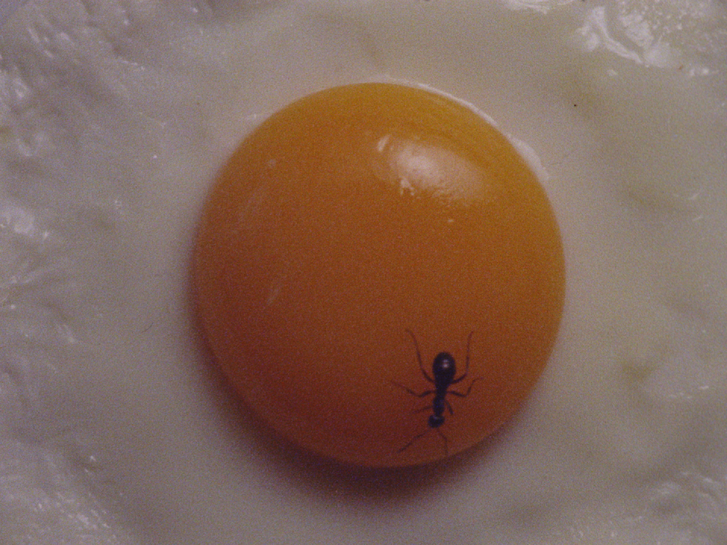 16mm film still: an ant on a fried egg
