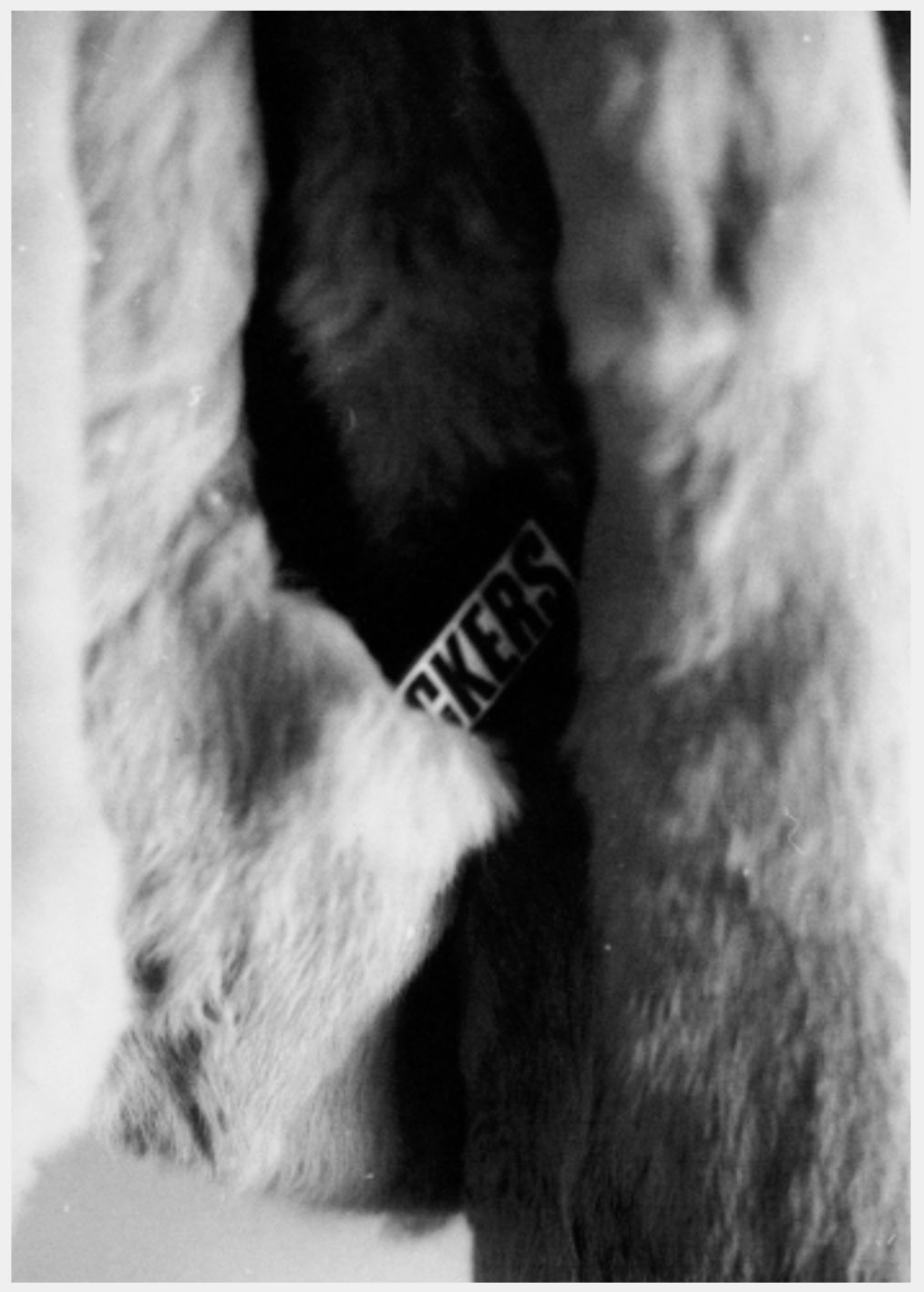 Poster for Veruca Salt, shwoing a Snickers bar in the pocket of a fur coat